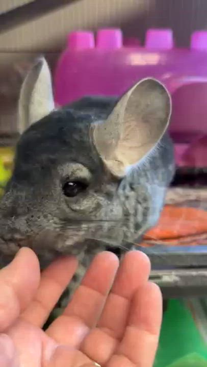 Enlarge Maura is a baby mush - Chinchilla love - VIDEOS, a ADOPTABLE Chinchilla in Bedford Hills, NY video 3/6
