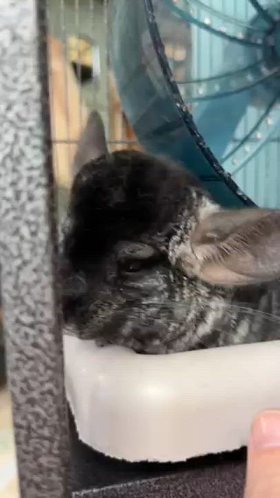 Enlarge Maura is a baby mush - Chinchilla love - VIDEOS, a ADOPTABLE Chinchilla in Bedford Hills, NY video 5/6