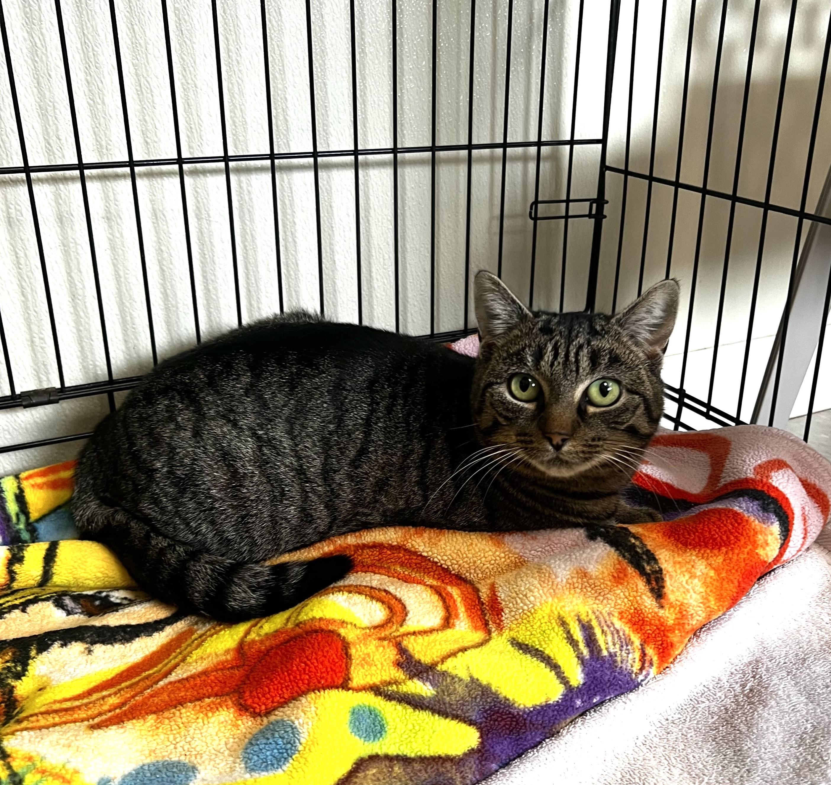 Enlarge Chamomile, a ADOPTABLE Domestic Short Hair in Binghamton, NY image 1/1