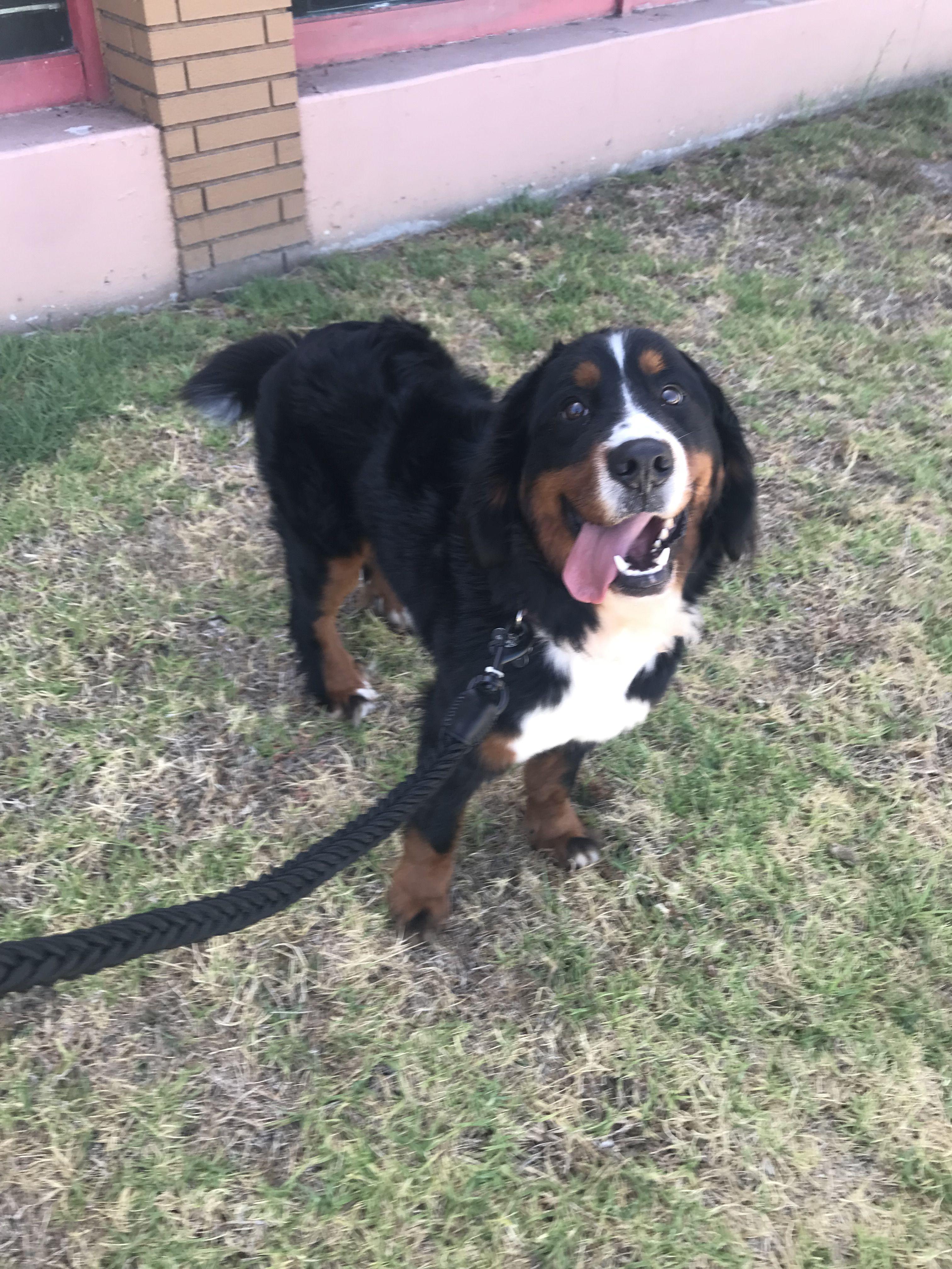 Enlarge Indie is available for adoption, a Adopted Bernese Mountain Dog in Tustin, CA image 2/6