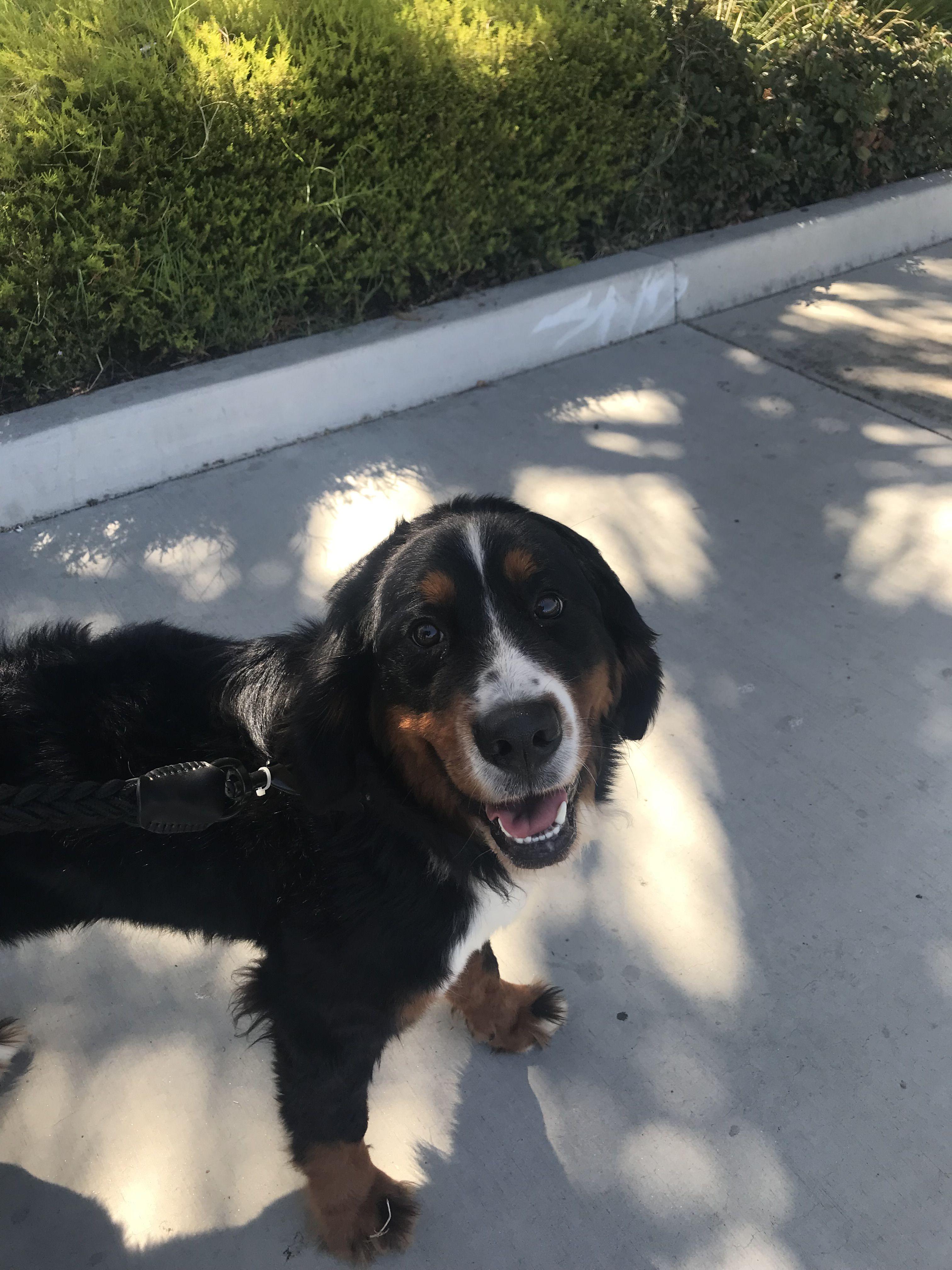 Enlarge Indie is available for adoption, a Adopted Bernese Mountain Dog in Tustin, CA image 3/6