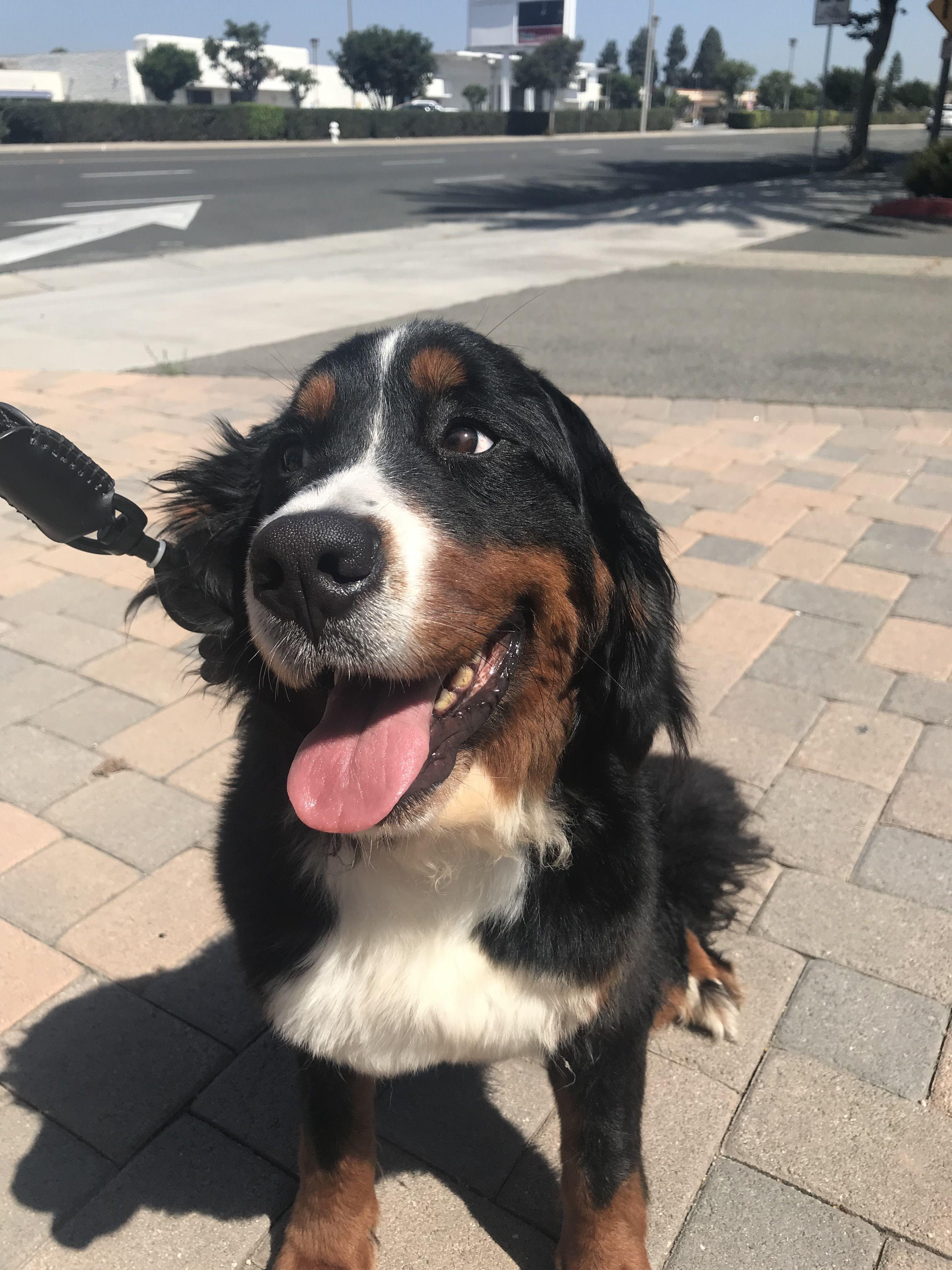 Enlarge Indie is available for adoption, a Adopted Bernese Mountain Dog in Tustin, CA image 4/6