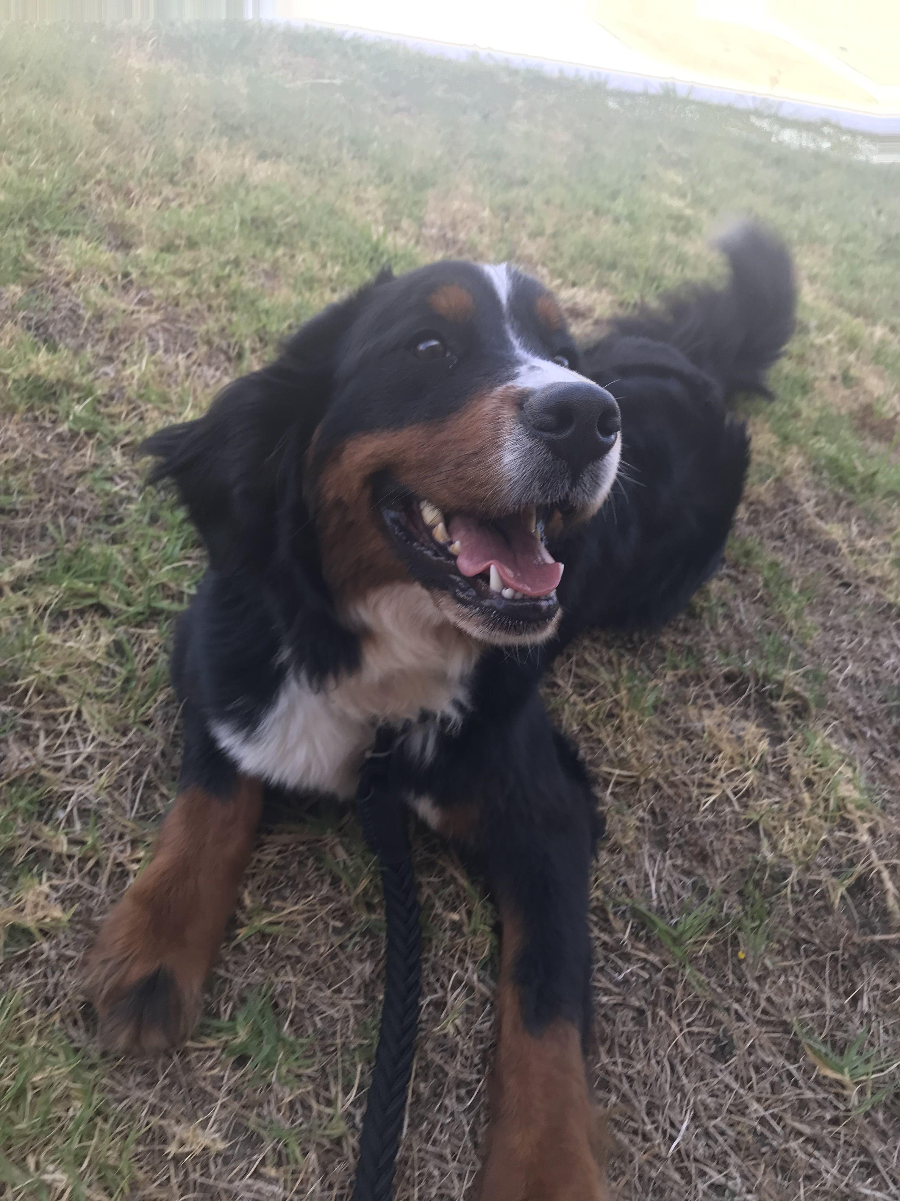 Enlarge Indie is available for adoption, a Adopted Bernese Mountain Dog in Tustin, CA image 1/6