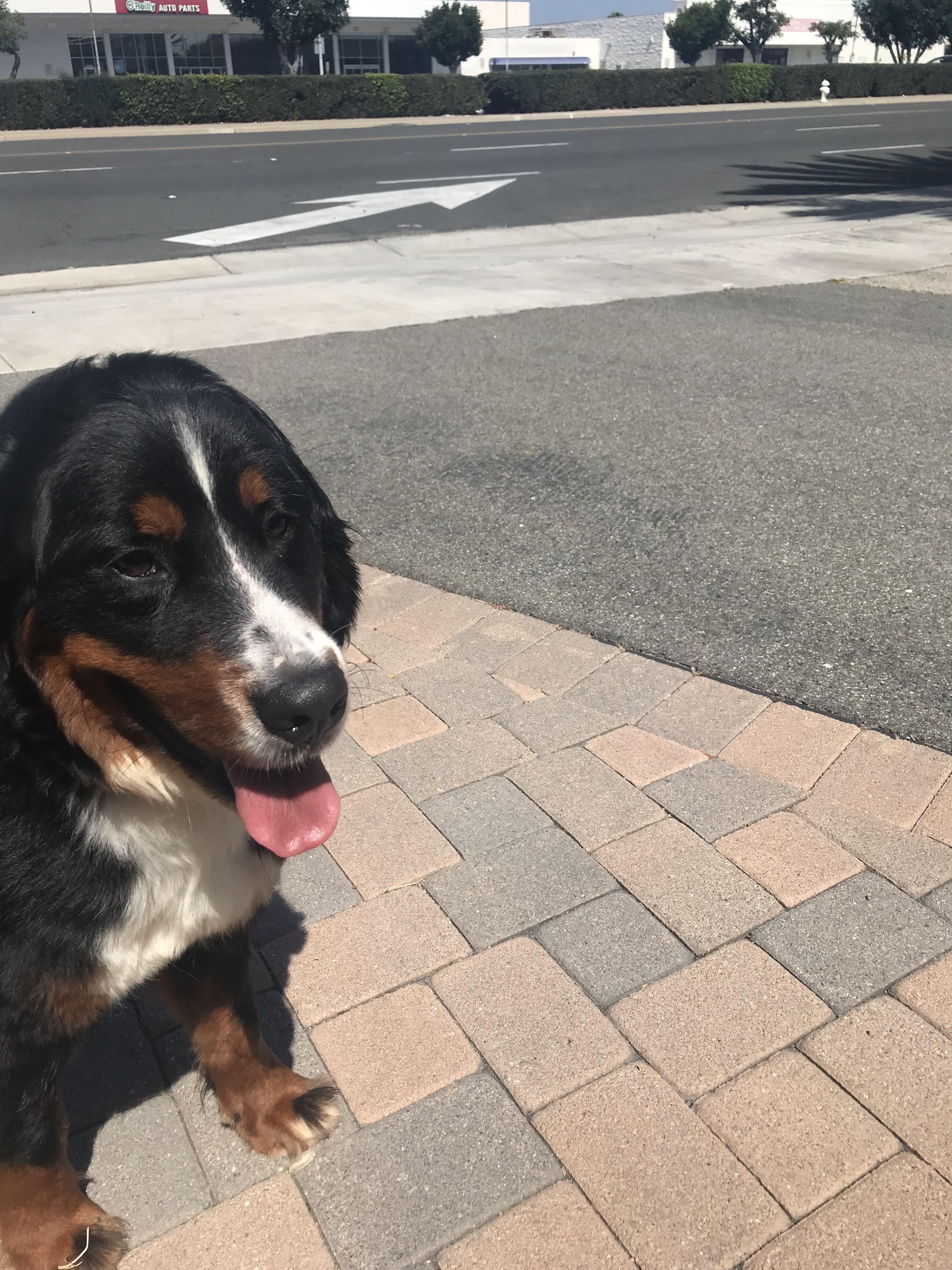 Enlarge Indie is available for adoption, a Adopted Bernese Mountain Dog in Tustin, CA image 6/6