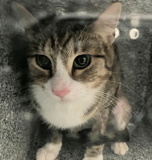 Enlarge Marmee, a Adoptable mixed breed in Staten Island, NY image 1/1