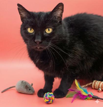 Enlarge Rider, a Adoptable mixed breed in Bowling Green, KY image 2/3