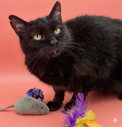 Enlarge Rider, a Adoptable mixed breed in Bowling Green, KY image 3/3