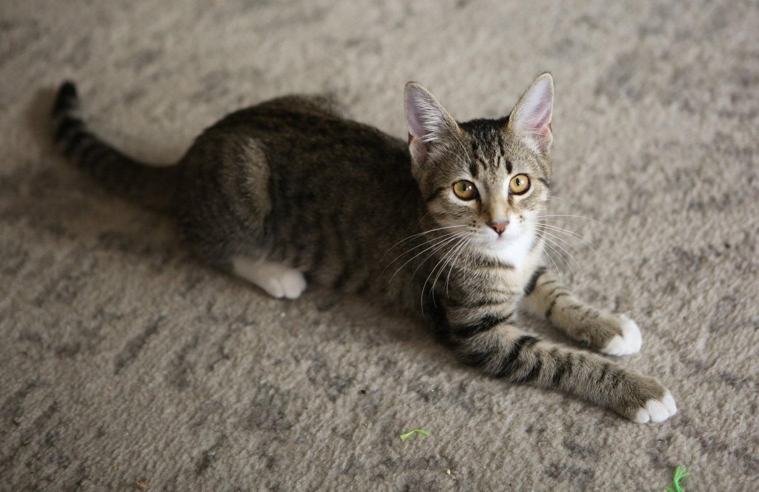Enlarge Sarge, a Adoptable Domestic Short Hair in San Jose, CA image 1/3