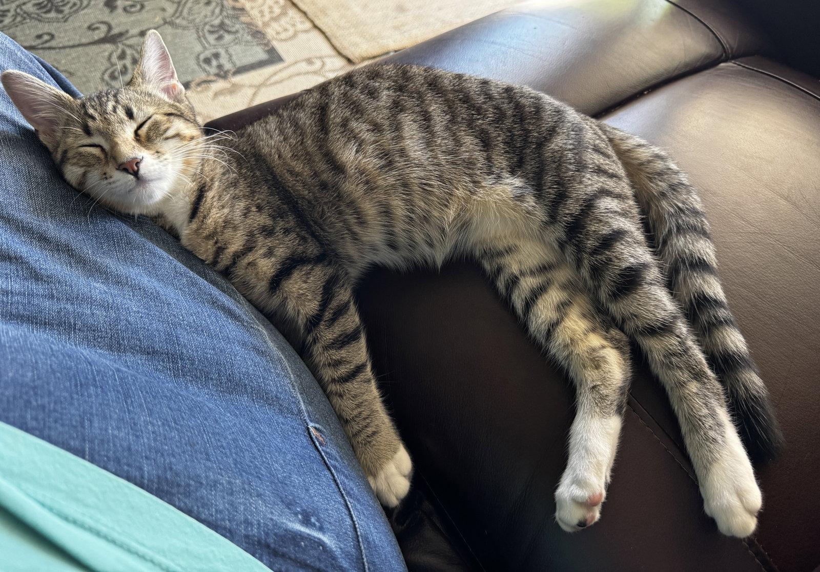 Enlarge Sarge, a Adoptable Domestic Short Hair in San Jose, CA image 2/3