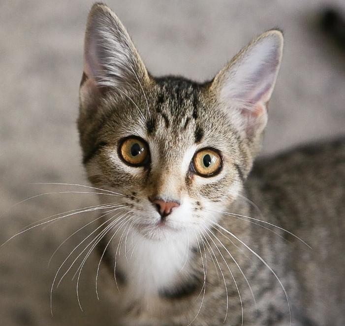 Enlarge Sarge, a Adoptable Domestic Short Hair in San Jose, CA image 3/3