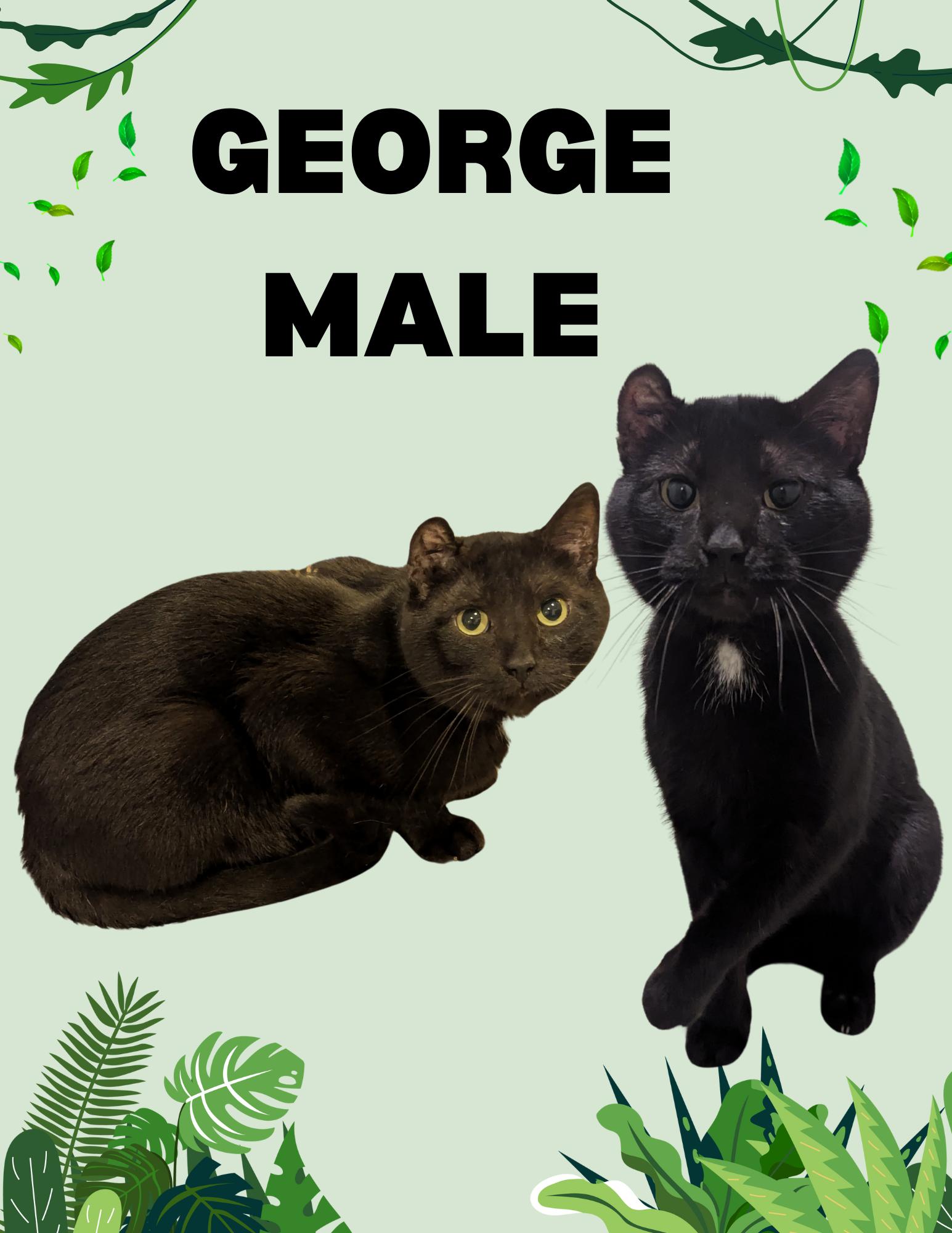 George