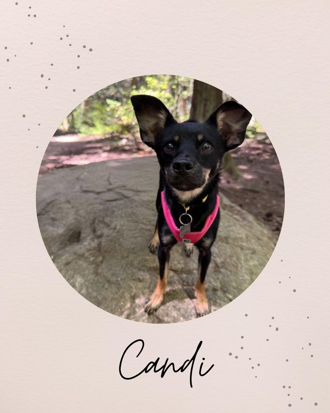 CANDI, adopted, Puppy Female Chihuahua & Terrier.