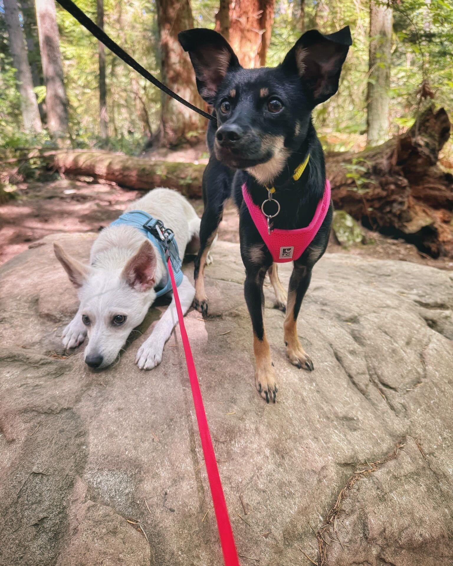 CANDI, an adopted mixed breed in Coquitlam, BC image 5/6