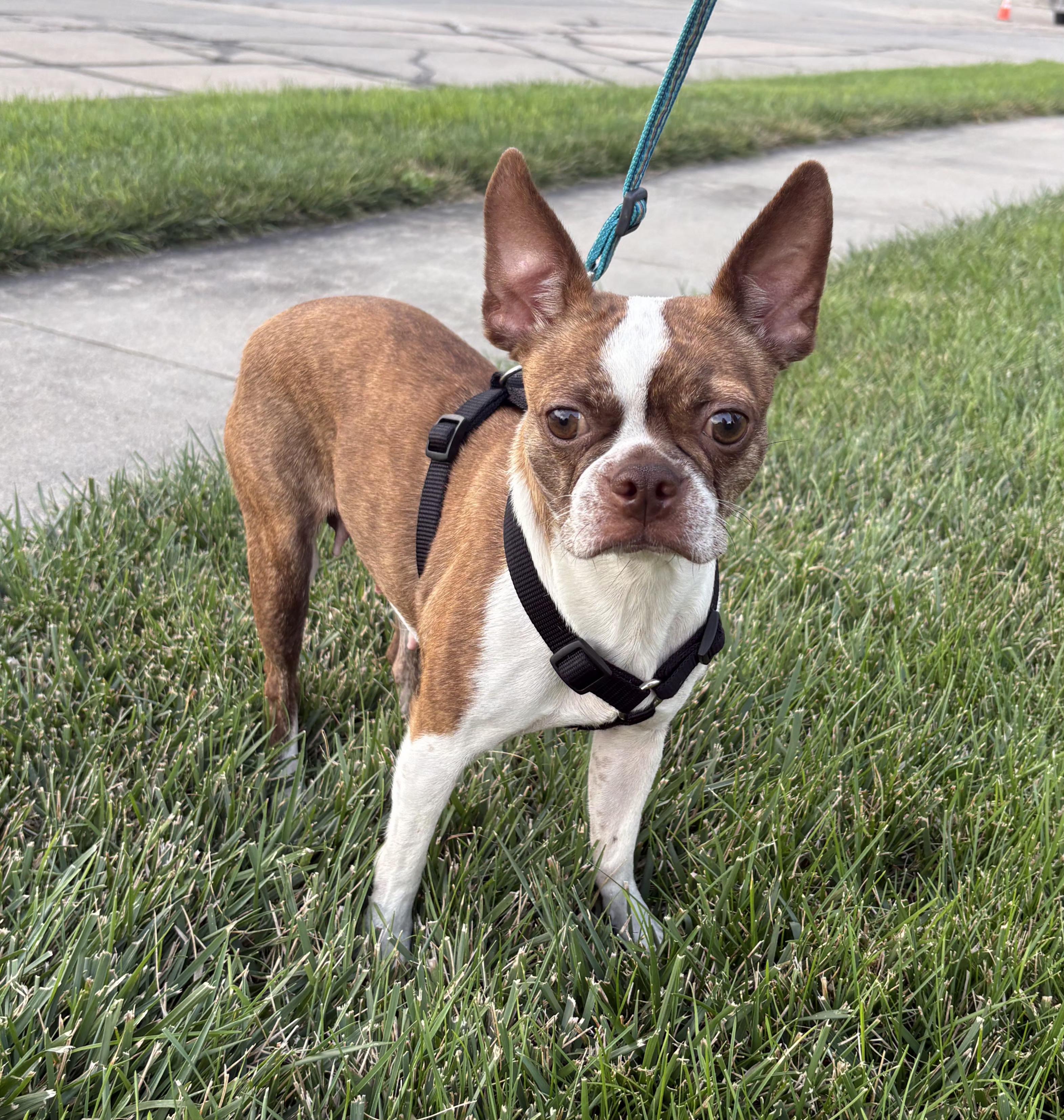 Bambi in NE, ADOPTABLE, Adult Female Boston Terrier.