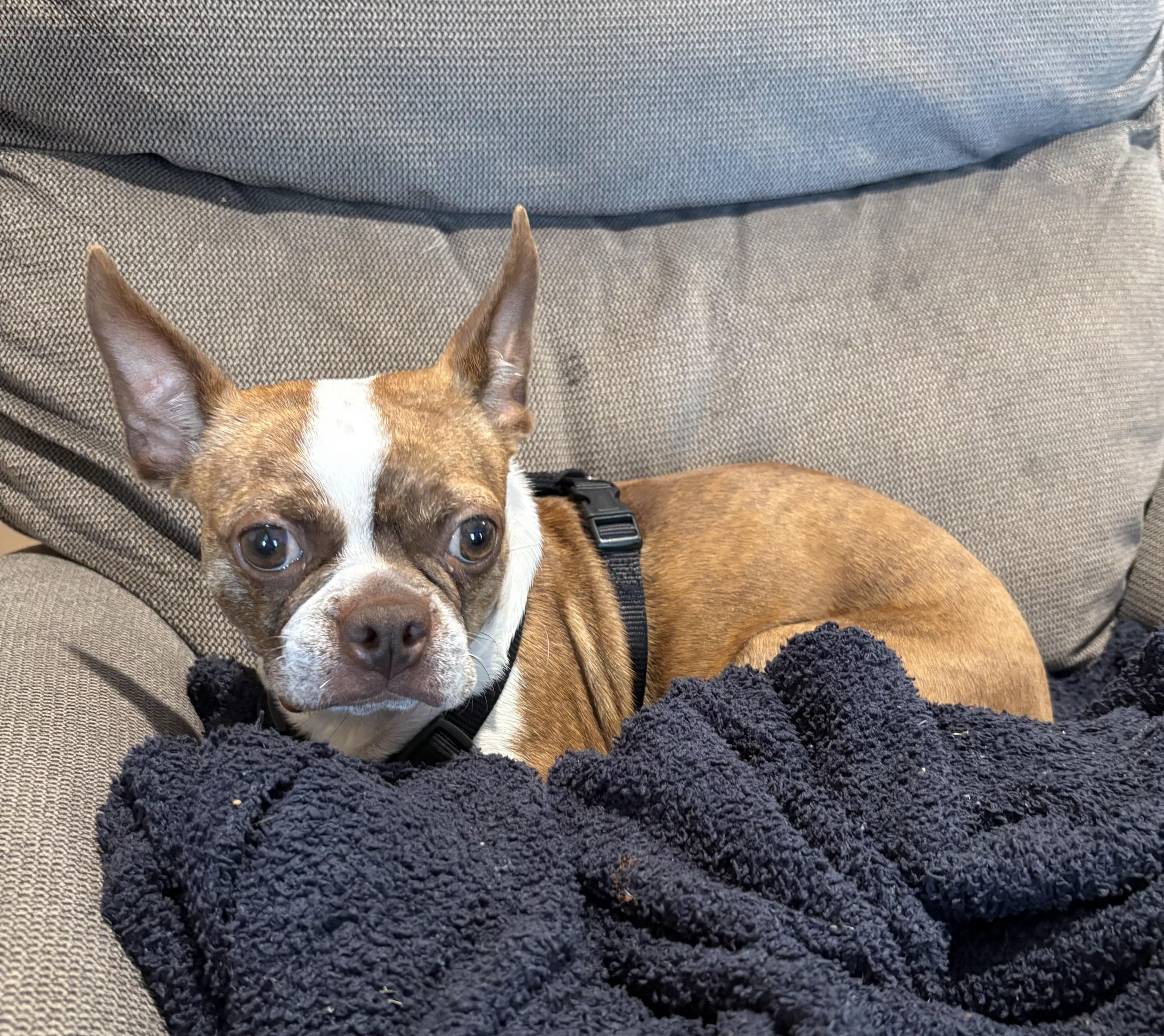 Bambi in NE, ADOPTABLE, Adult Female Boston Terrier.