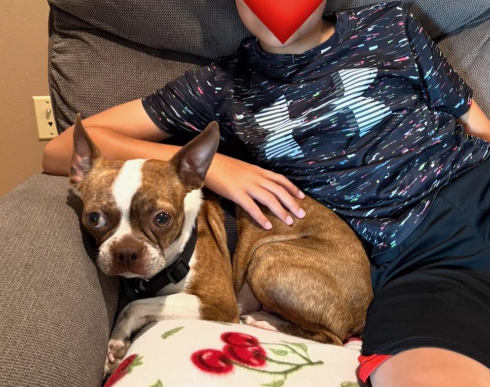 Bambi in NE, a ADOPTABLE Boston Terrier in Elkhorn, NE image 3/3