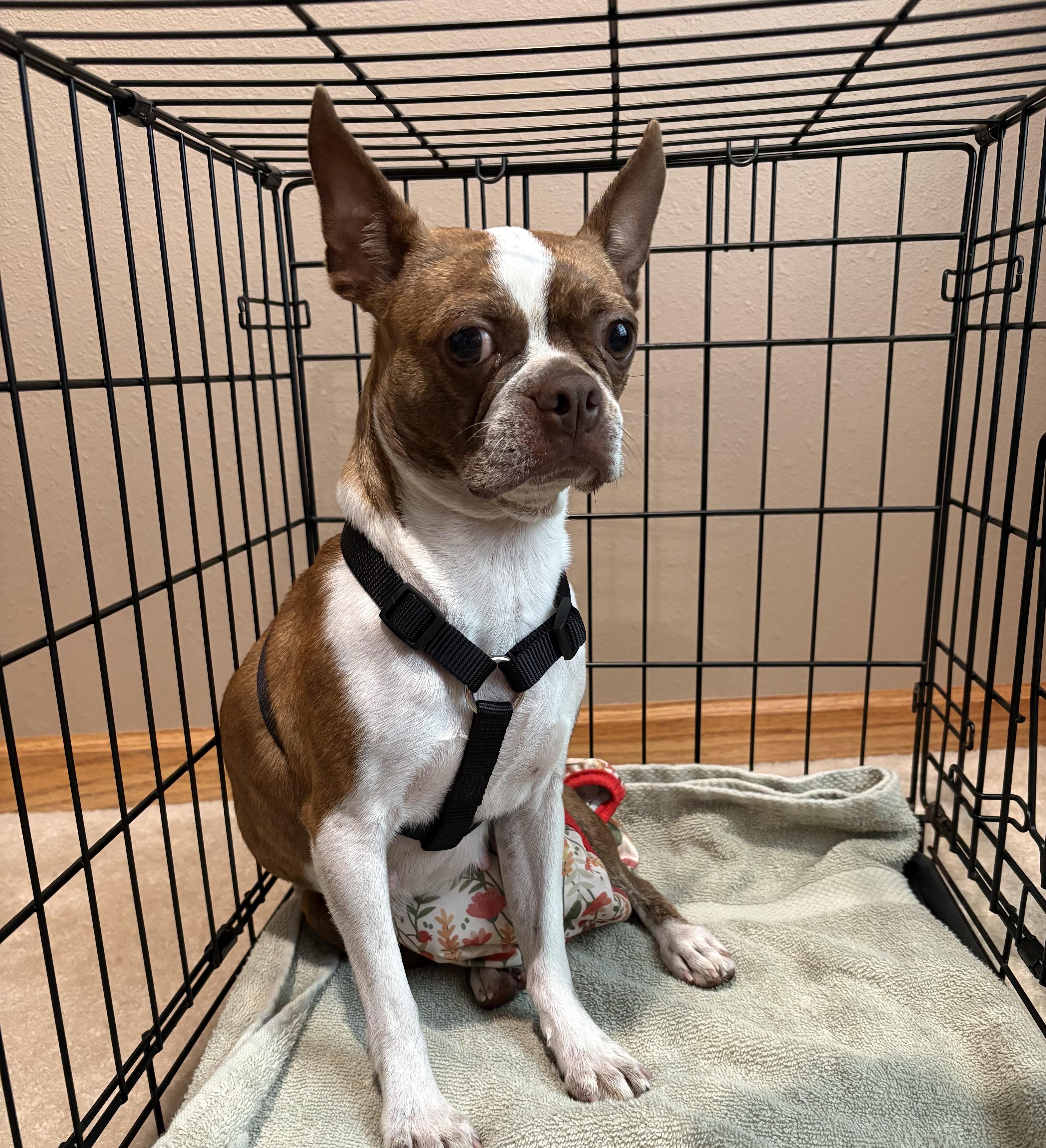 Bambi in NE, a ADOPTABLE Boston Terrier in Elkhorn, NE image 2/3