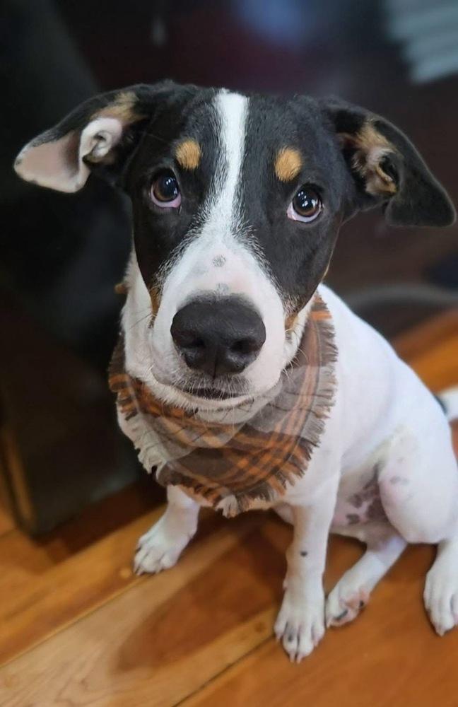 Enlarge Waylon, a Adoptable mixed breed in Syracuse, NY image 2/5