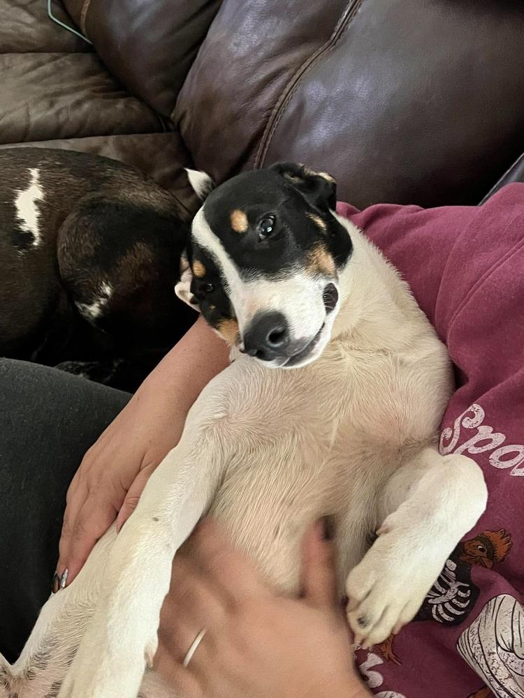 Enlarge Waylon, a Adoptable mixed breed in Syracuse, NY image 3/5