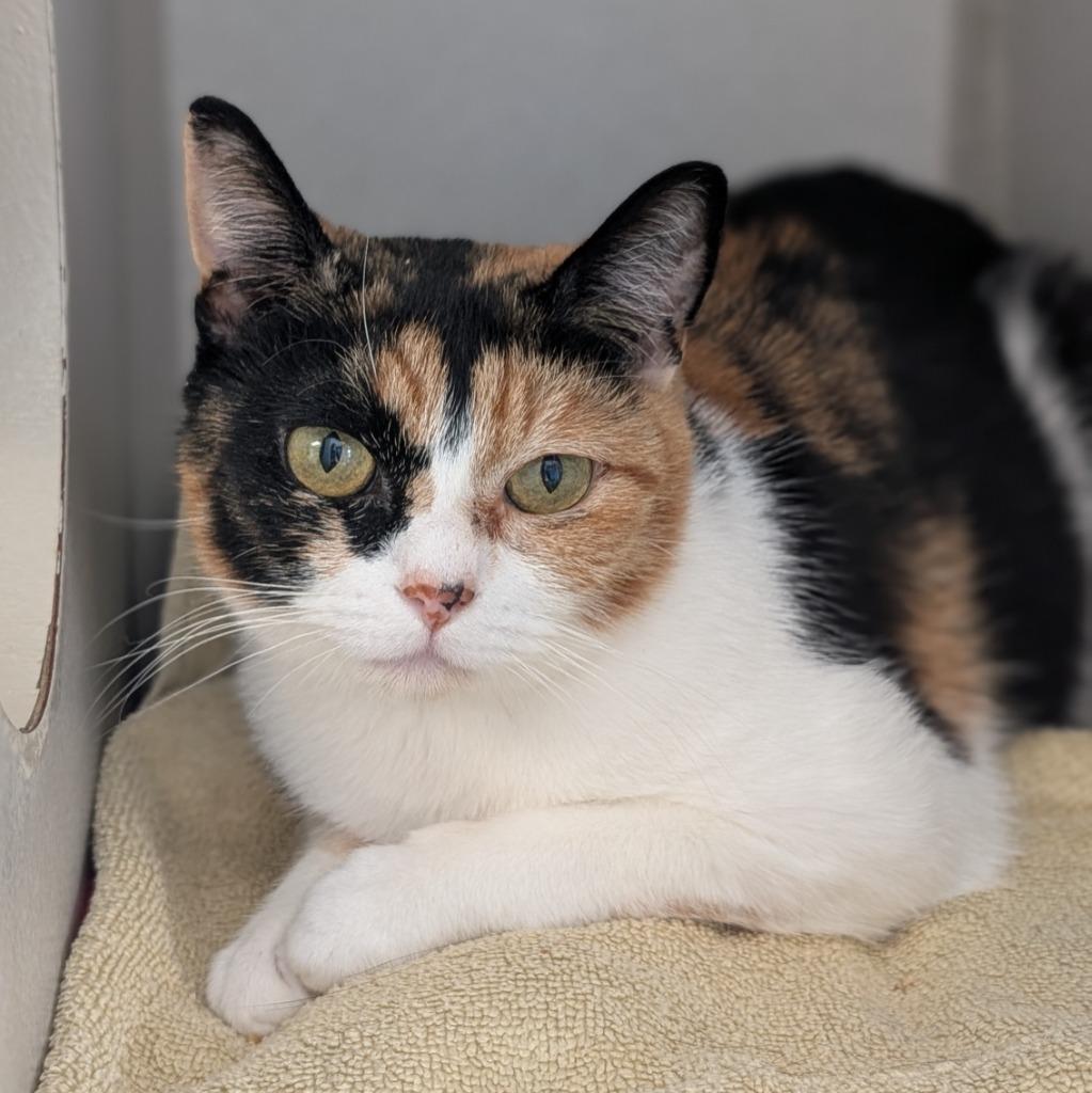 Patches, a Adoptable mixed breed in Shoreline, WA image 1/3