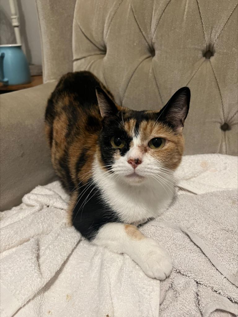 Patches, a Adoptable mixed breed in Shoreline, WA image 2/3