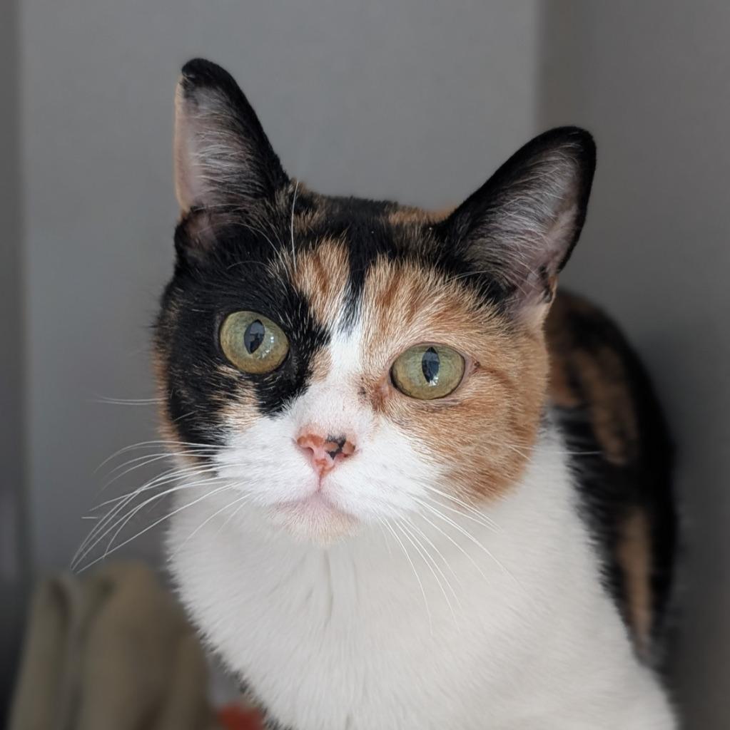 Patches, a Adoptable mixed breed in Shoreline, WA image 3/3