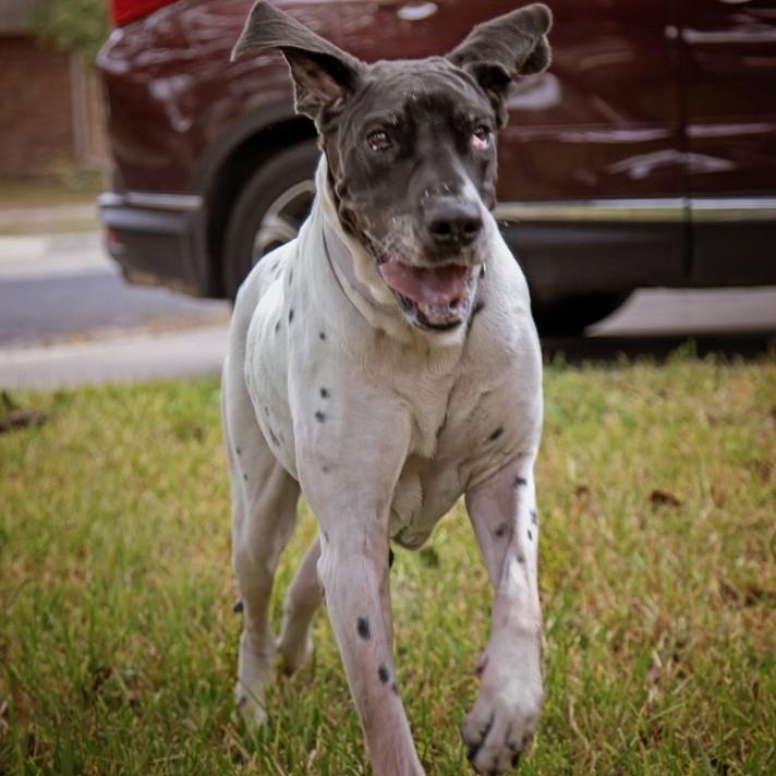 Enlarge Laverne, a ADOPTABLE Great Dane in Converse, TX image 4/4