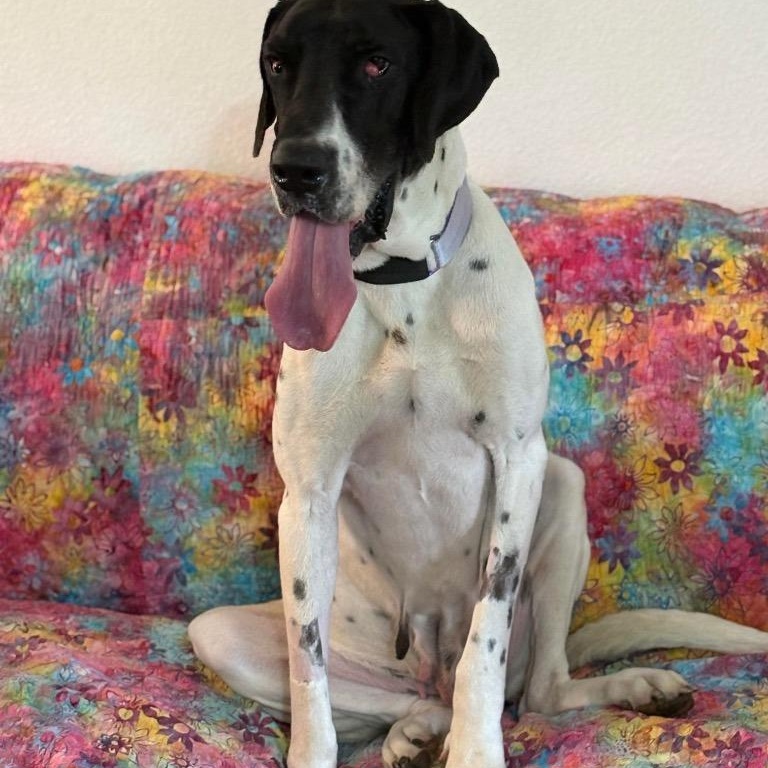 Enlarge Laverne, a ADOPTABLE Great Dane in Converse, TX image 3/4