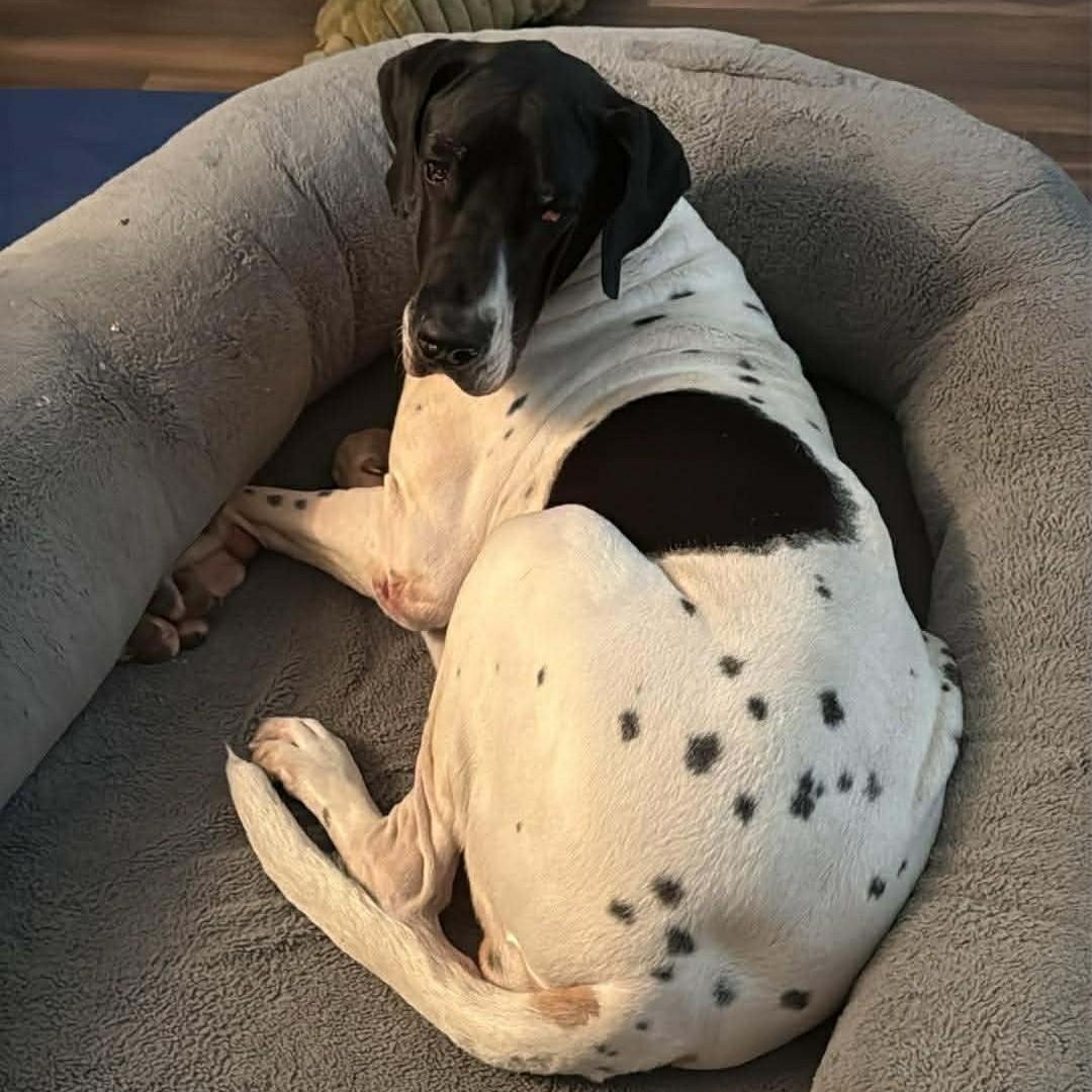 Enlarge Laverne, a ADOPTABLE Great Dane in Converse, TX image 2/4