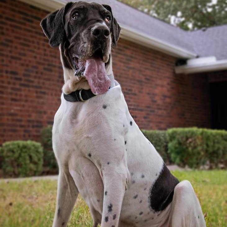 Laverne, ADOPTABLE, Adult Female Great Dane.
