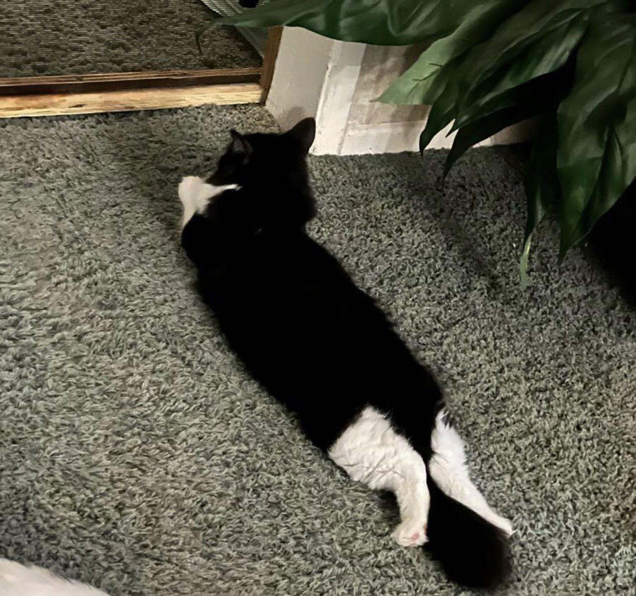 Sky (bonded with Benny)