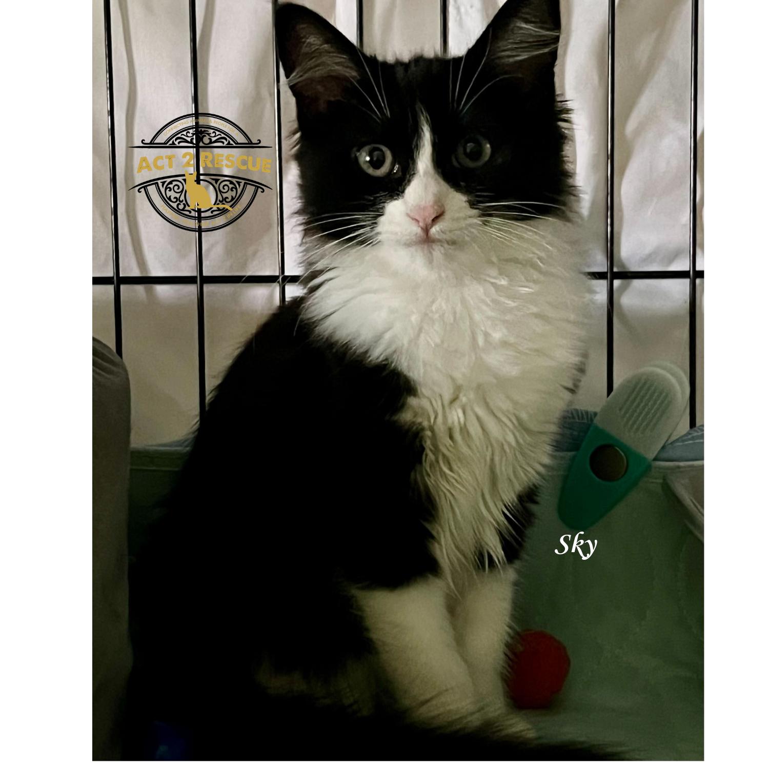 Sky (bonded with Benny) — thumbnail 3