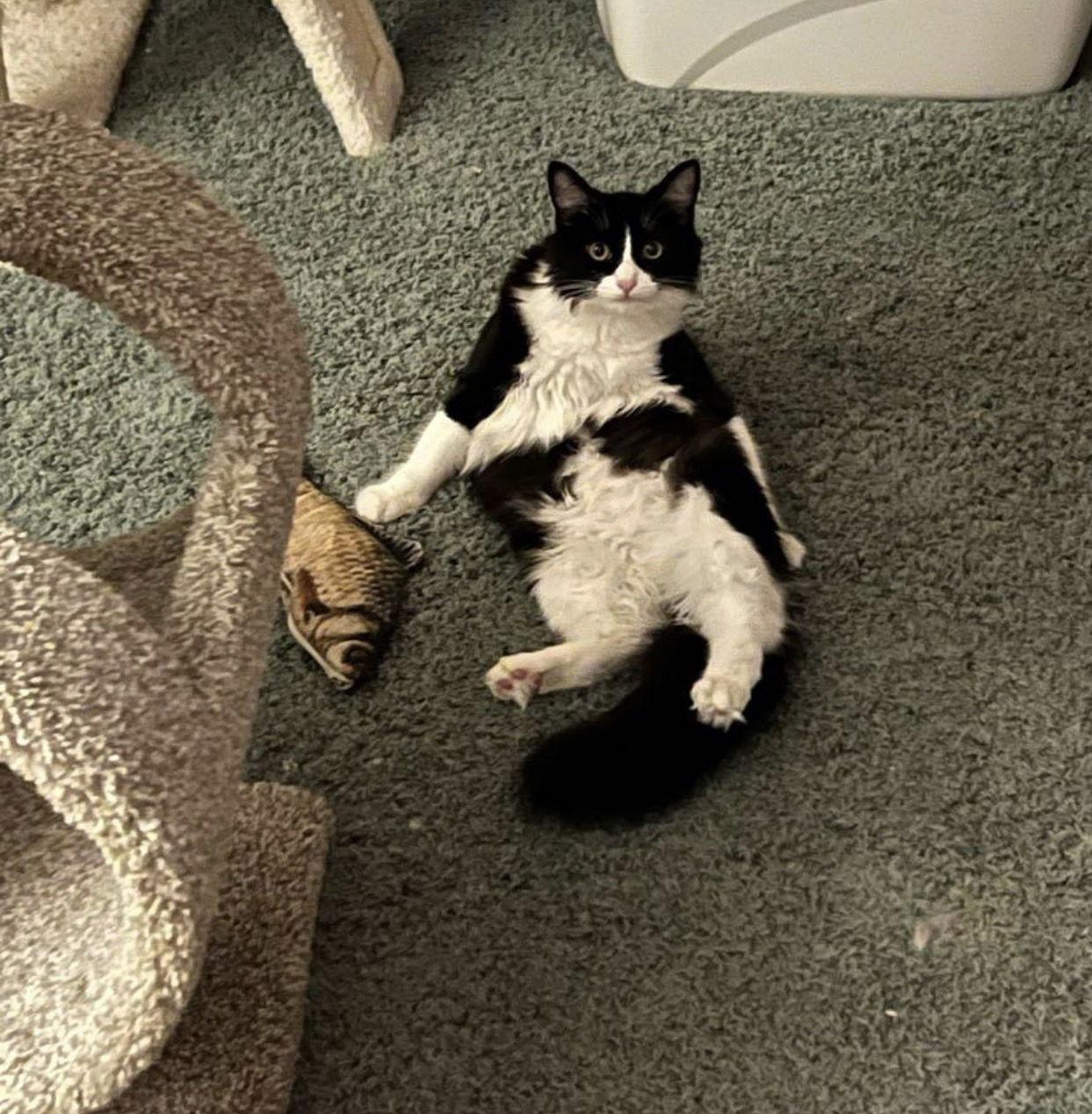 Sky (bonded with Benny) — thumbnail 5