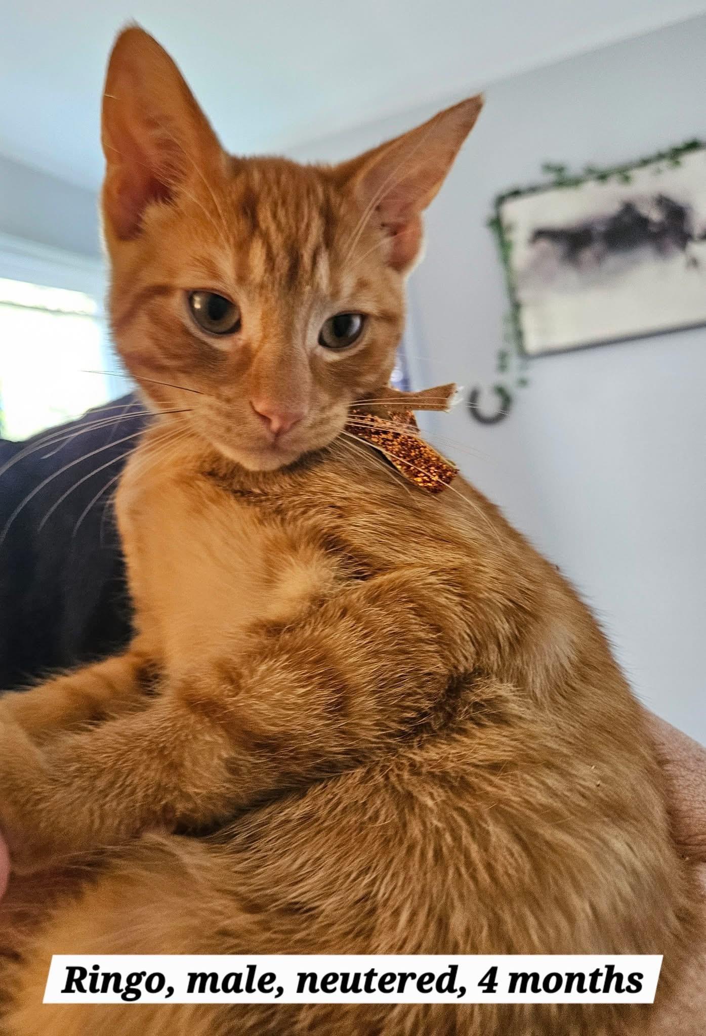 Ringo, Adoptable, Kitten Male Domestic Short Hair.