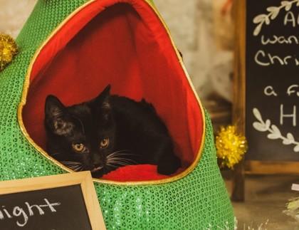 Midnight, Adoptable, Kitten Female Domestic Short Hair & Domestic Short Hair.