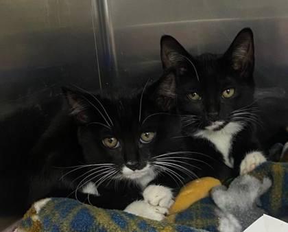 Enlarge Midnight, a Adoptable Domestic Short Hair in Hobart, IN image 2/3