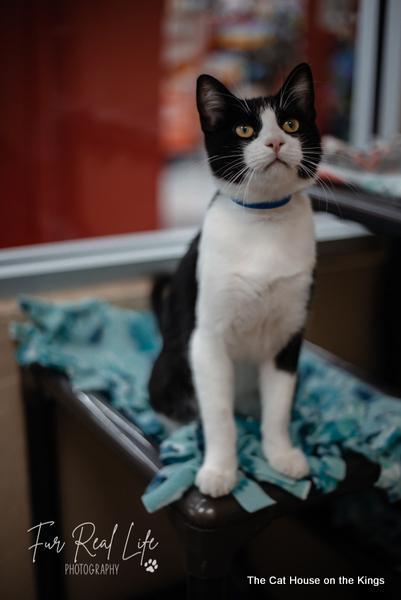Bandit, Adoptable, Adult Male Domestic Short Hair.