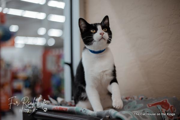 Enlarge Bandit, a Adoptable Domestic Short Hair in Parlier, CA image 2/6