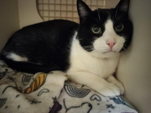 Enlarge Bandit, a Adoptable Domestic Short Hair in Parlier, CA image 3/6
