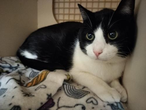Enlarge Bandit, a Adoptable Domestic Short Hair in Parlier, CA image 4/6