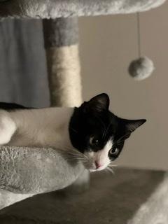 Enlarge Bandit, a Adoptable Domestic Short Hair in Parlier, CA image 5/6