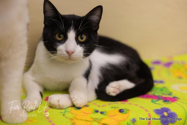 Enlarge Bandit, a Adoptable Domestic Short Hair in Parlier, CA image 6/6