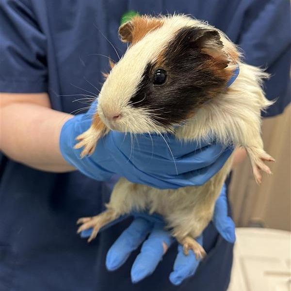 Enlarge Unknown, a Adoptable Guinea Pig in Tacoma, WA image 1/1