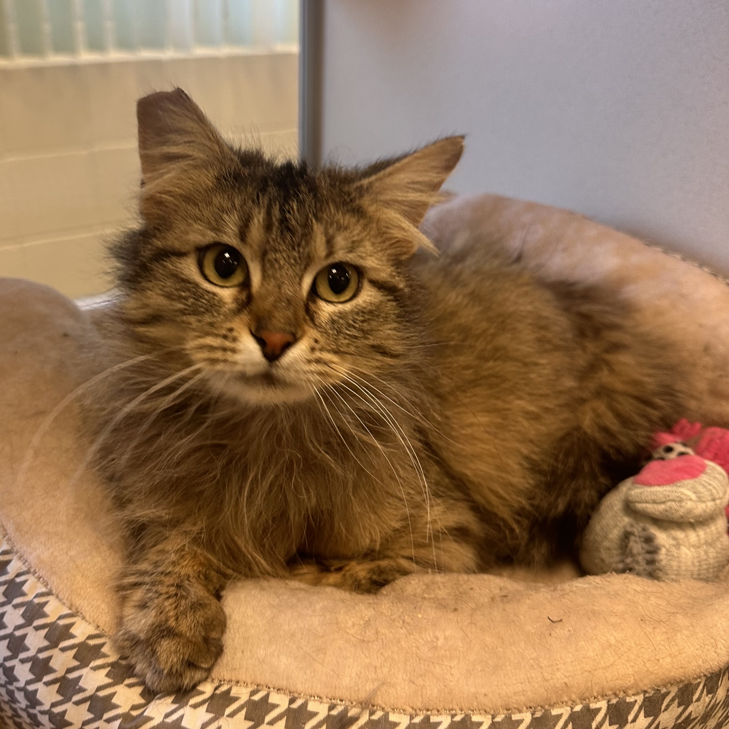 Kearney Animal Shelter - lvfwsv8