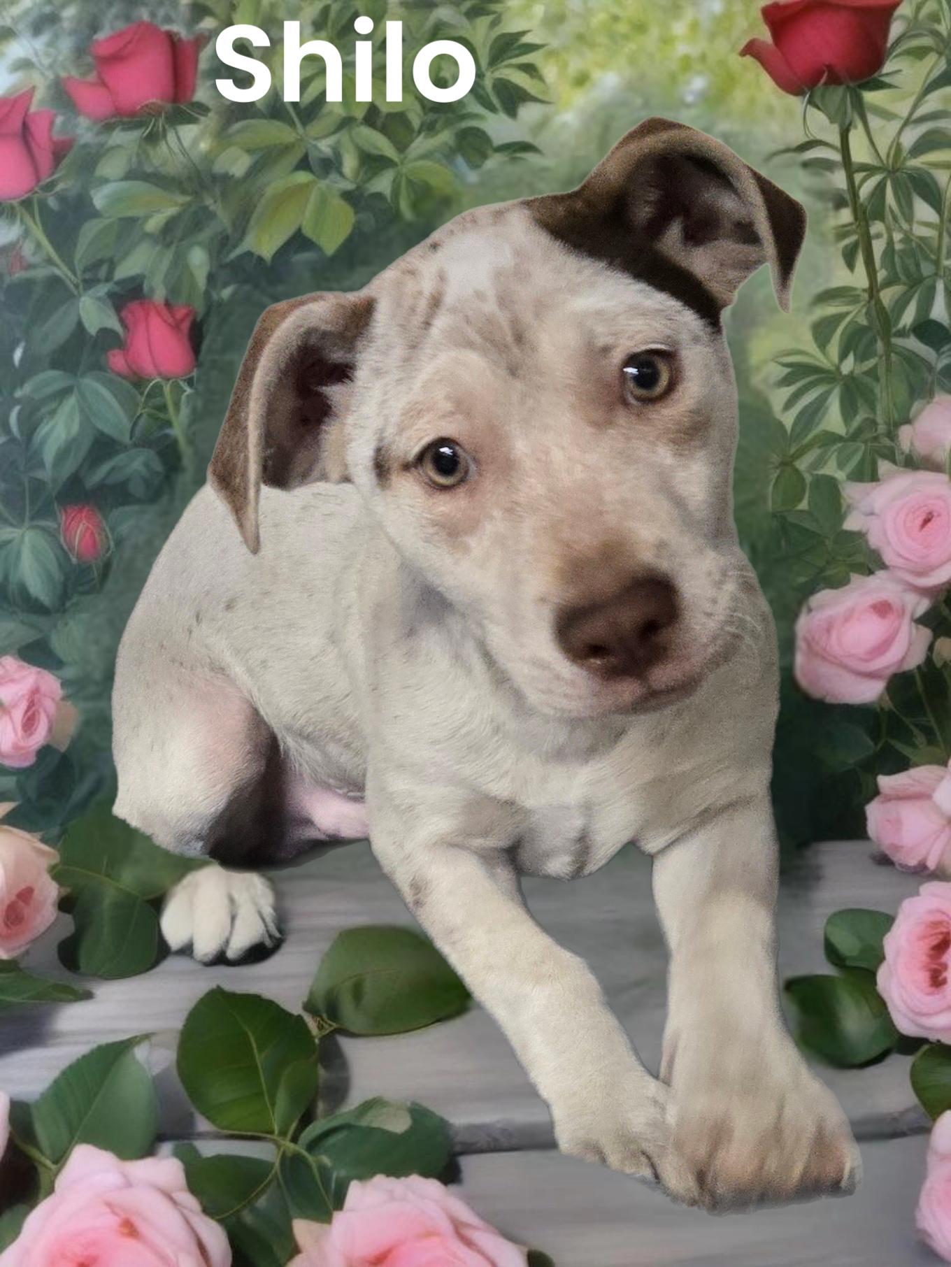 Enlarge Shilo, a Adoptable Chihuahua in Phelan, CA image 3/3