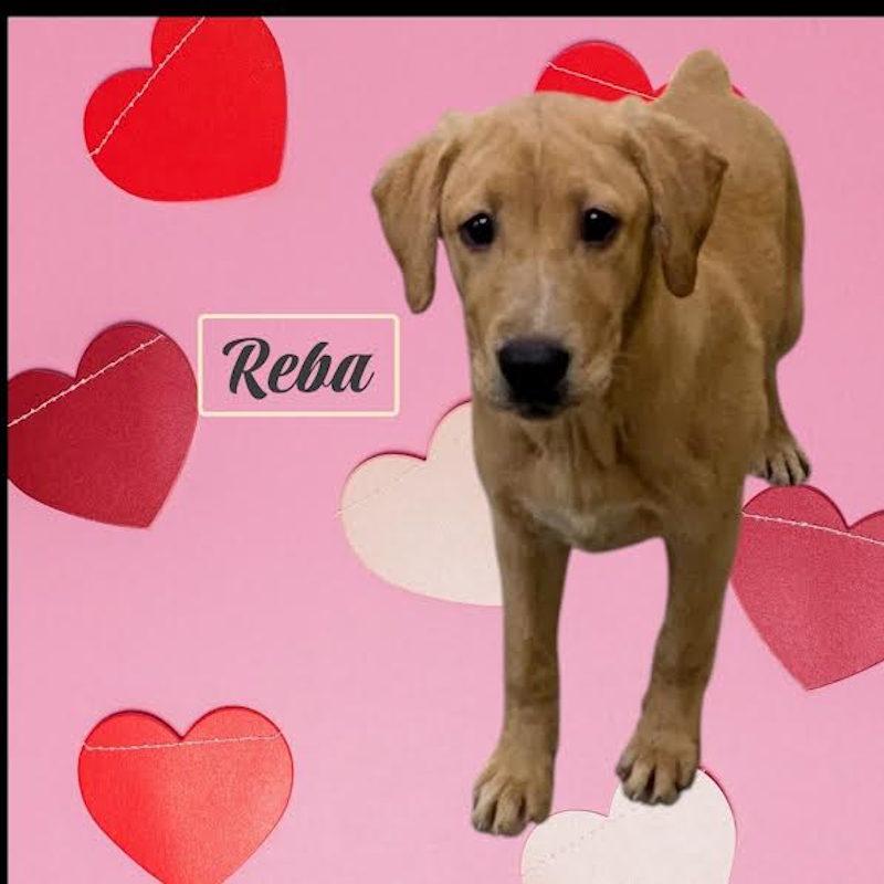 Enlarge Reba, an adopted Yellow Labrador Retriever in York, NE image 1/1