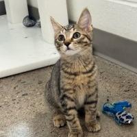 Velmir, Adoptable, Kitten Female Domestic Short Hair.