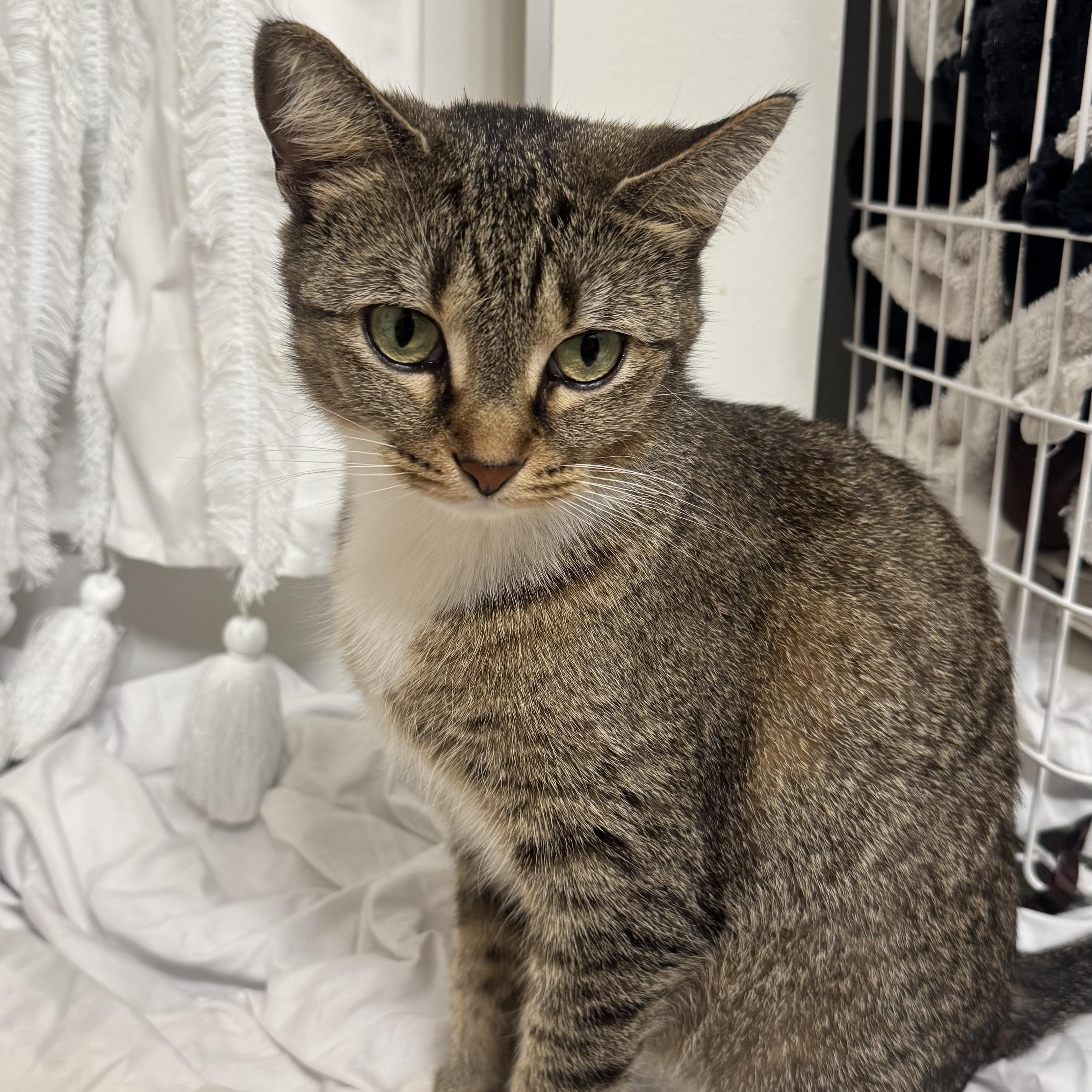 Zoe, adopted, Young Female Domestic Short Hair.
