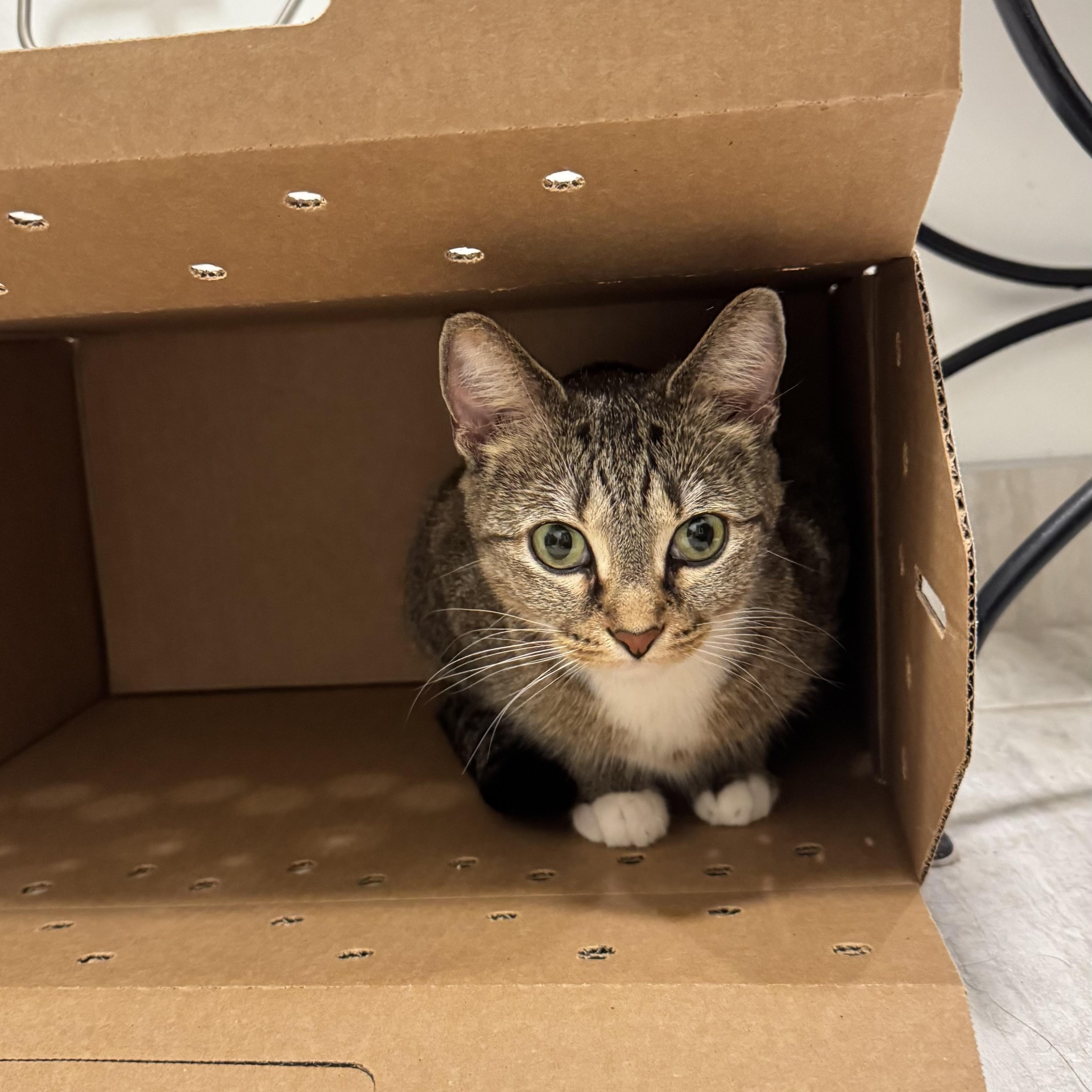 Enlarge Zoe, an adopted Domestic Short Hair in Chicago, IL image 3/3