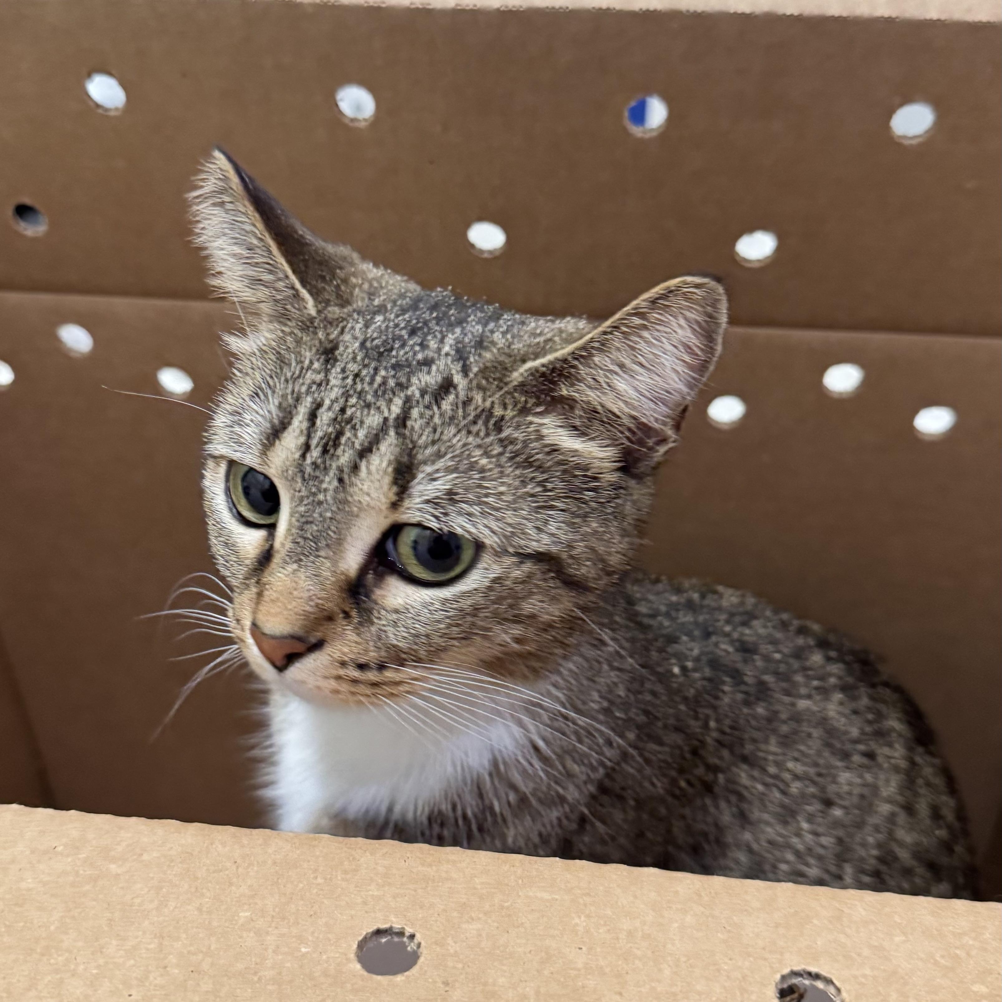 Enlarge Zoe, an adopted Domestic Short Hair in Chicago, IL image 2/3